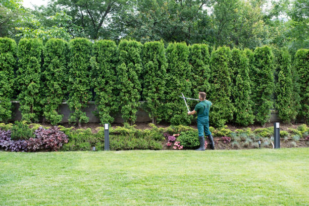 Best Hedge Trimming  in Amboy, WA